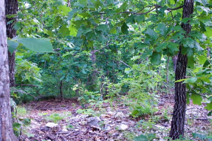 Thunder Mountain Ranch Tract 12 photo 8
