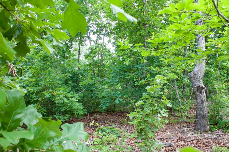 Thunder Mountain Ranch Tract 12 photo 10