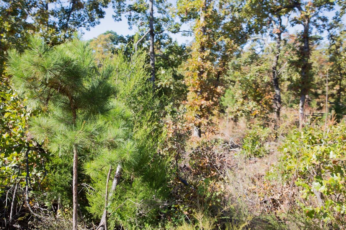 Stone Creek Phase I Tract 179 photo 4