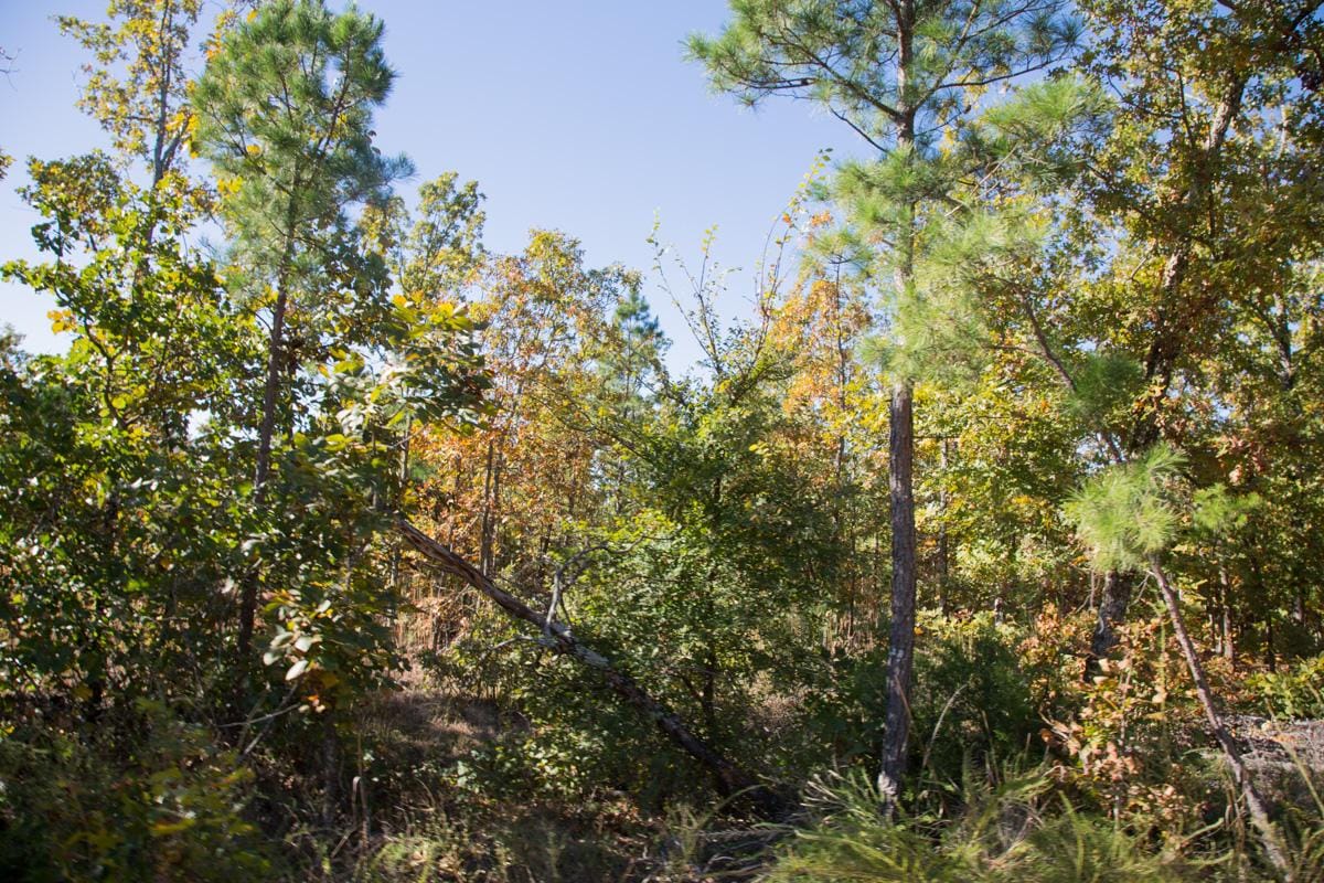 Stone Creek Phase I Tract 179 photo 5