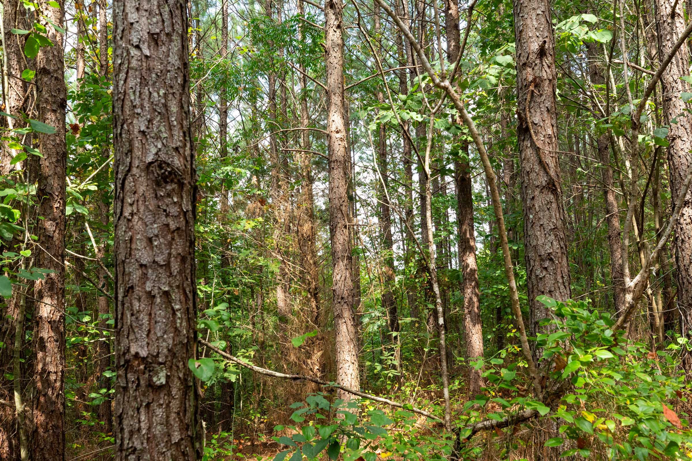 Harvest Ridge Tract 10 photo 3