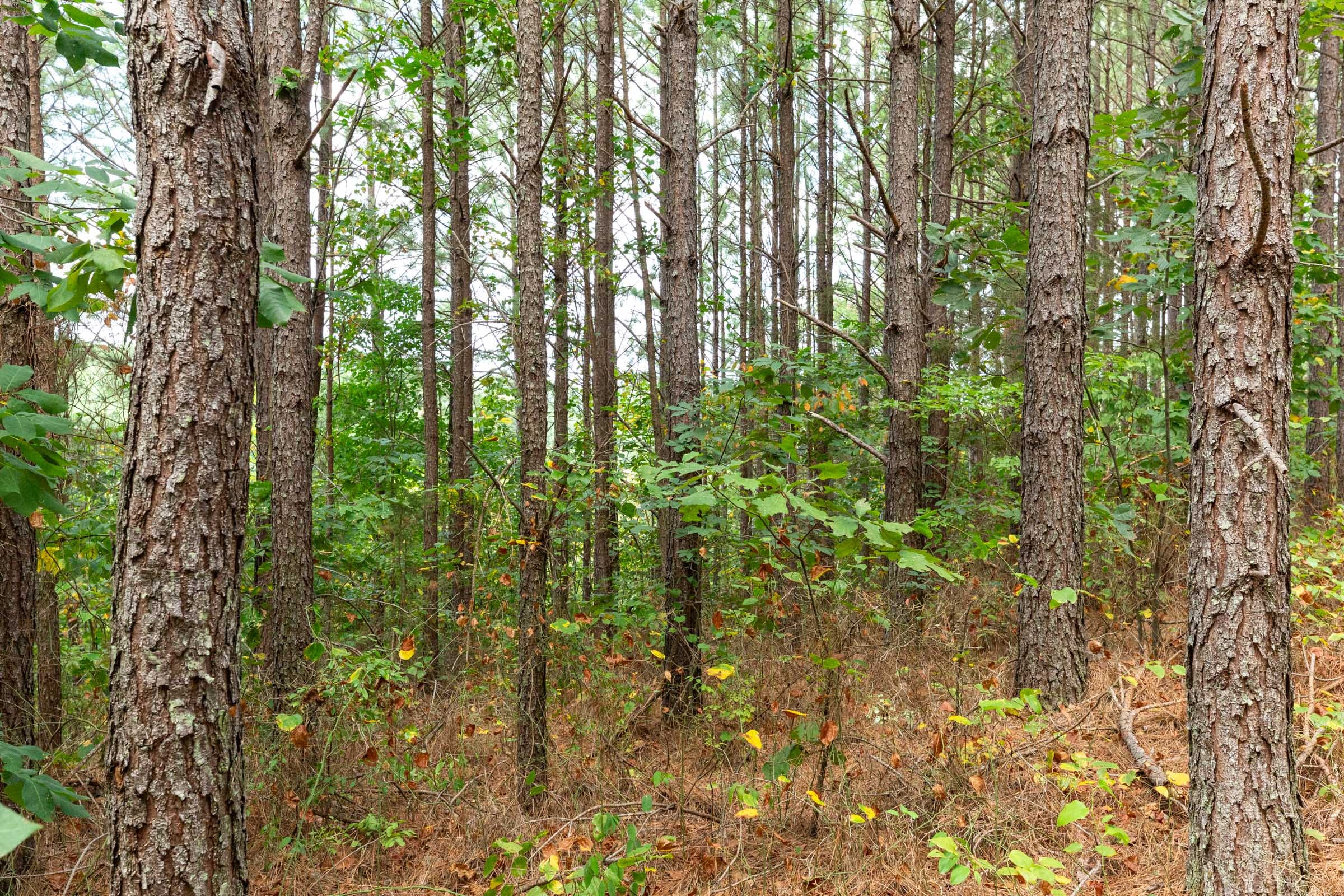 Harvest Ridge Tract 10 photo 4