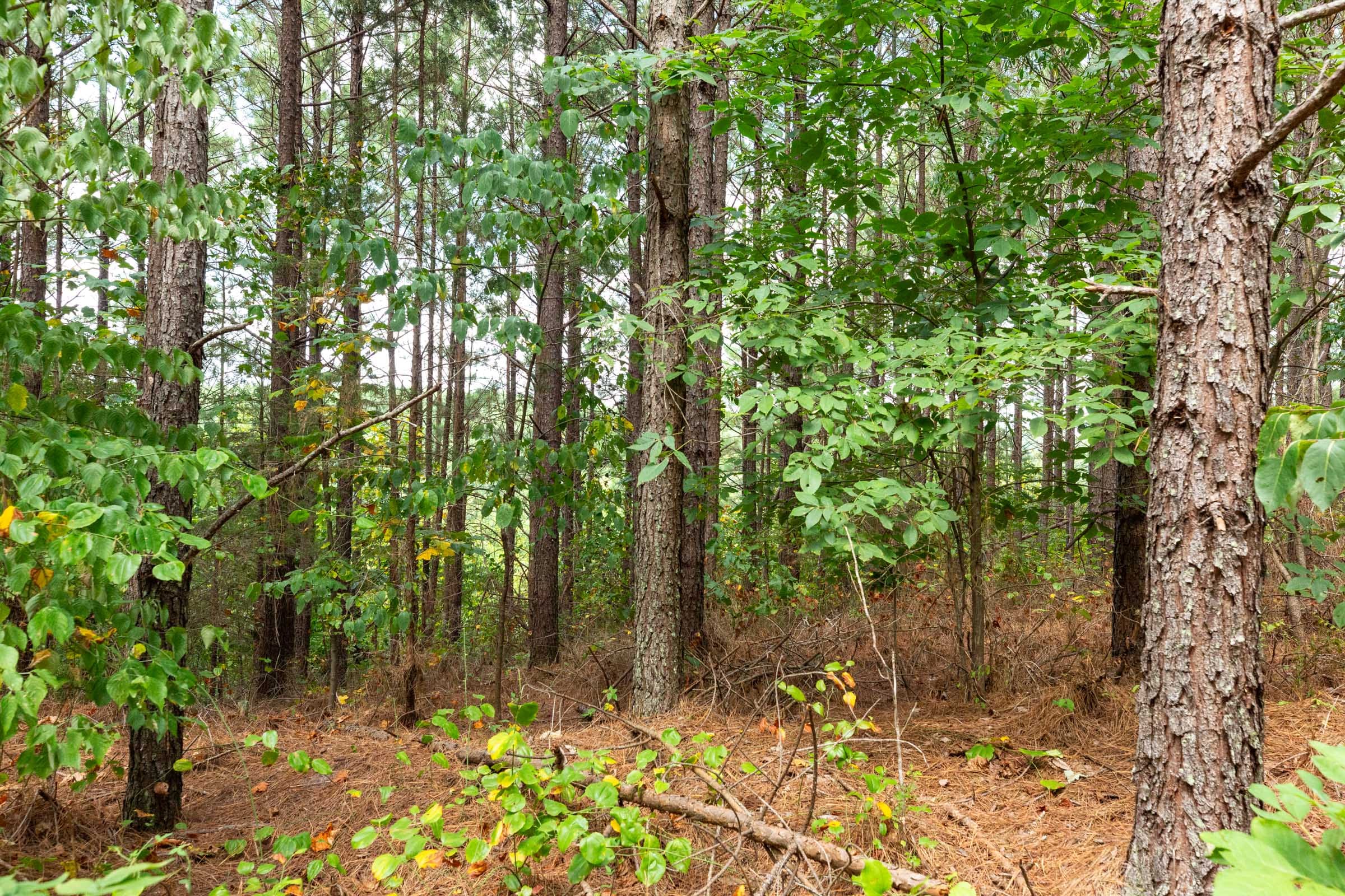 Harvest Ridge Tract 10 photo 6