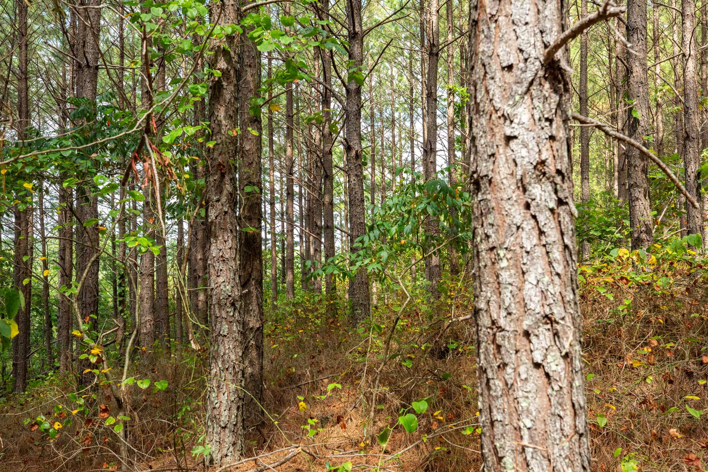 Harvest Ridge Tract 10 photo 5