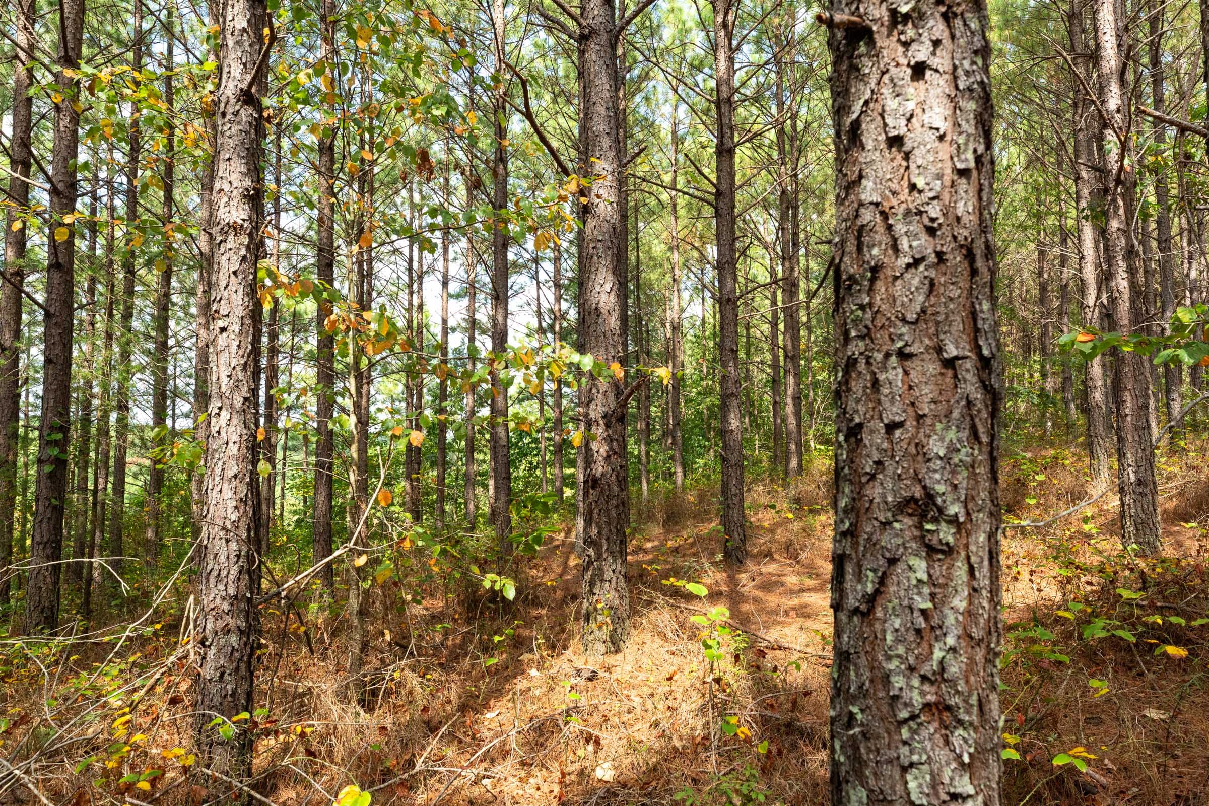 Harvest Ridge Tract 10 photo 9