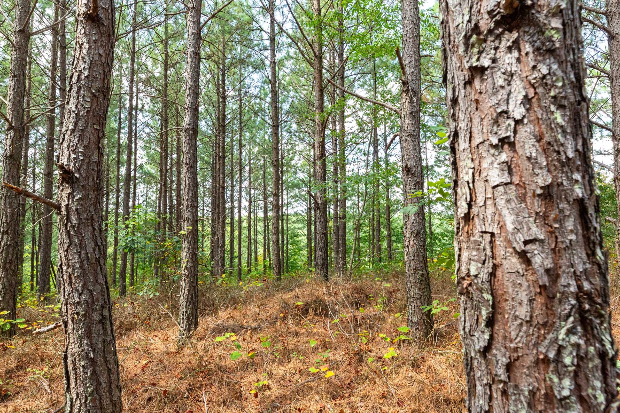 Harvest Ridge Tract 10 photo 11