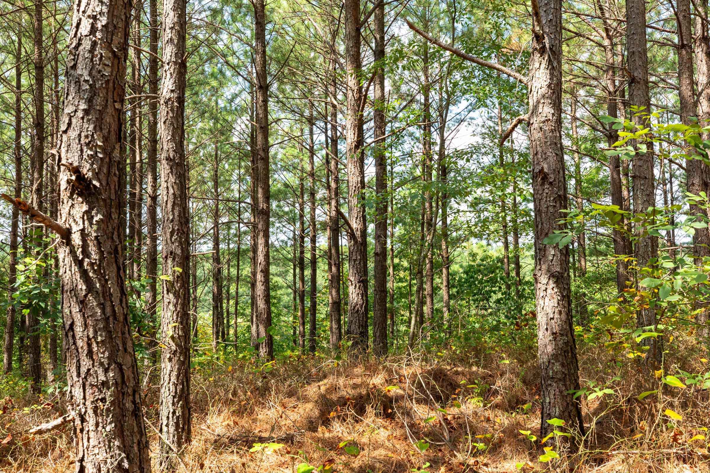 Harvest Ridge Tract 10 photo 8