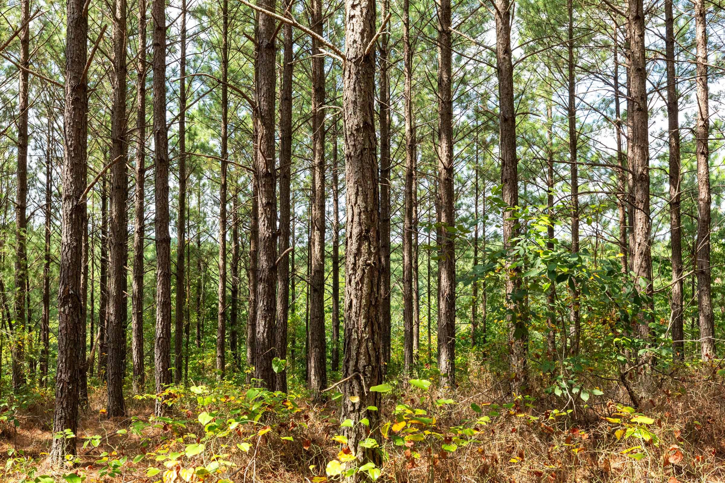 Harvest Ridge Tract 10 photo 10