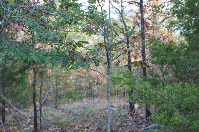 Lake View Ranch Tract 35 photo 5