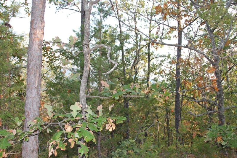 Lake View Ranch Tract 35 photo 6