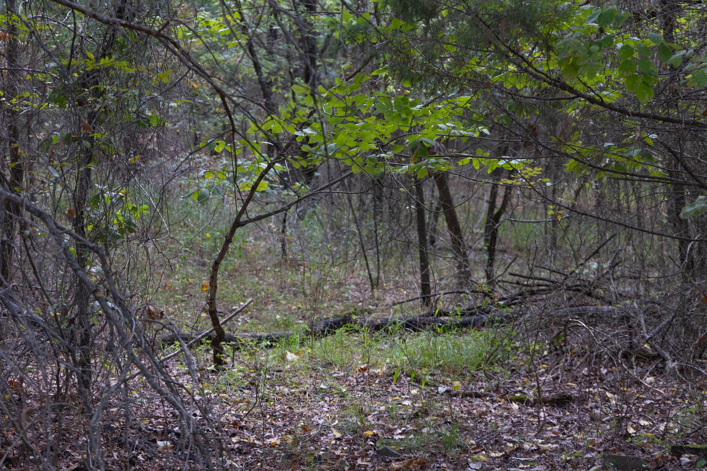 Reserves At Cattail Cove Phase II Tract 56 photo 5