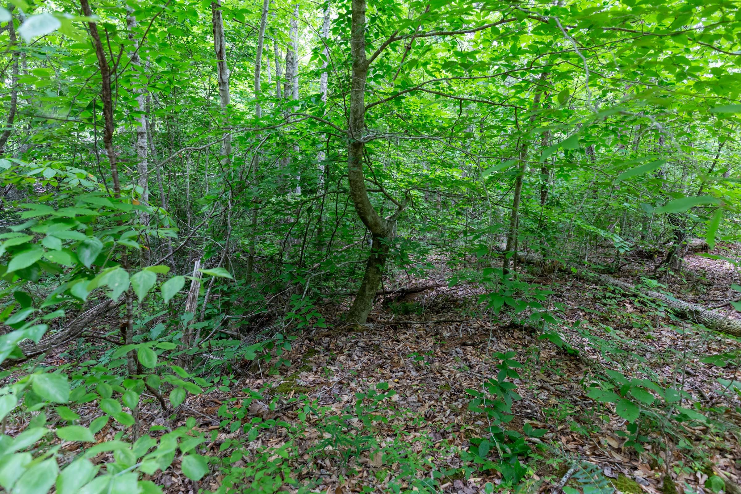 Tucker Hollow Tract 14 photo 2