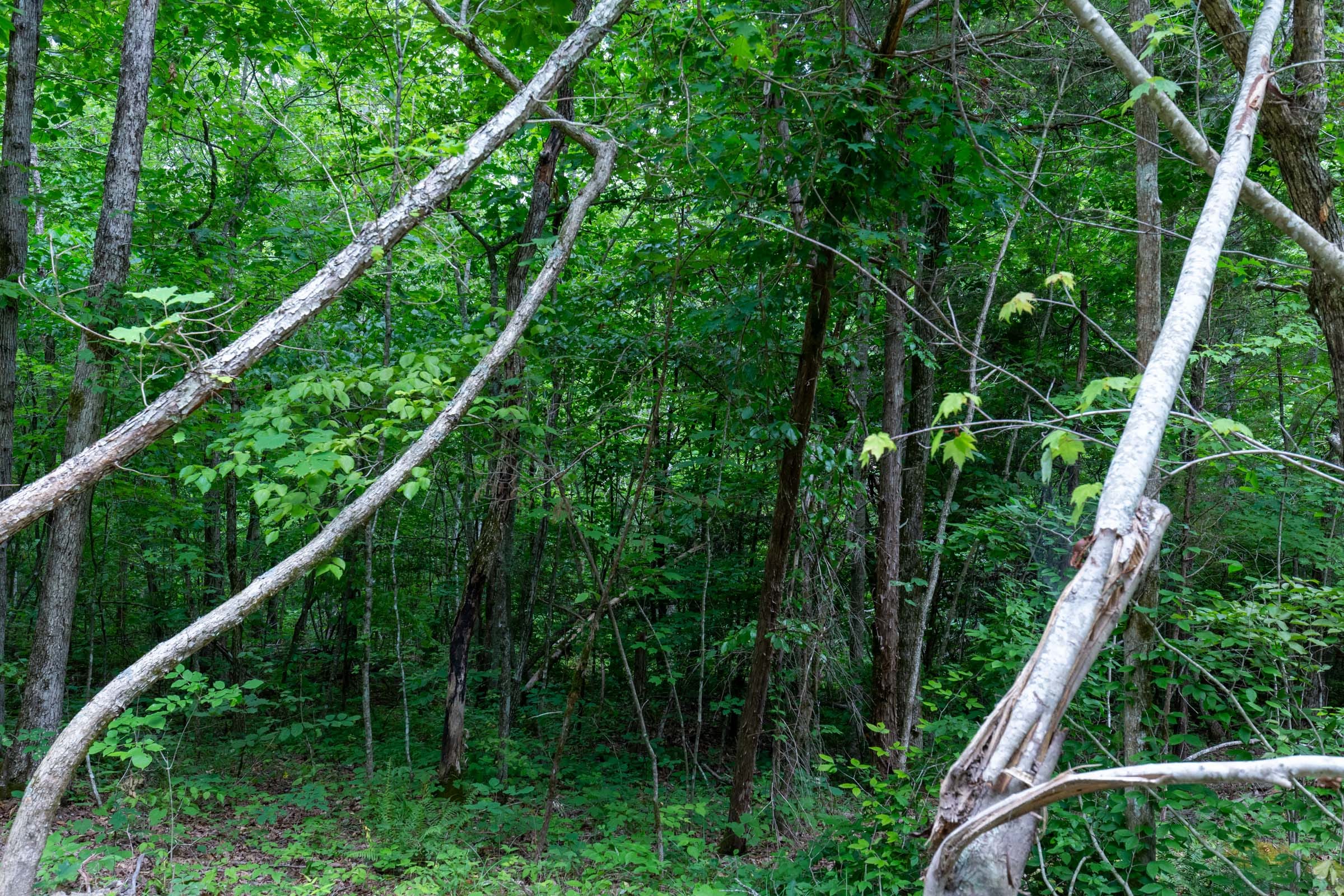 Tucker Hollow Tract 14 photo 3