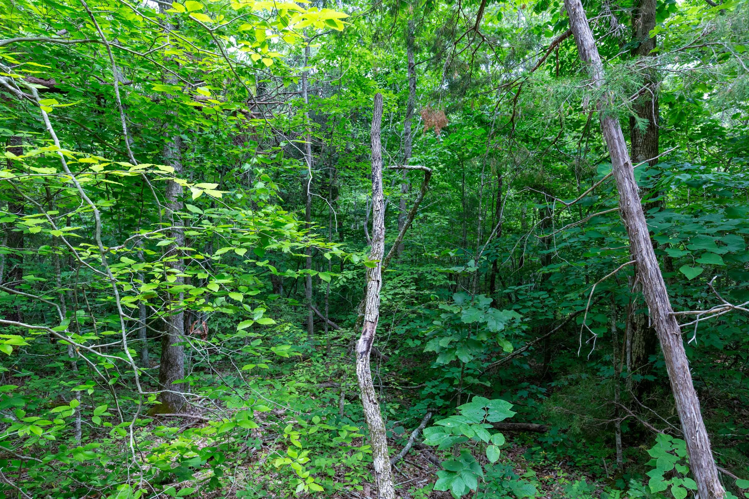 Tucker Hollow Tract 14 photo 6