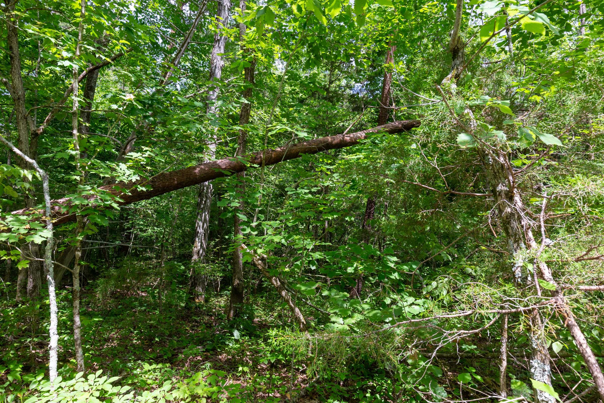 Tucker Hollow Tract 14 photo 7
