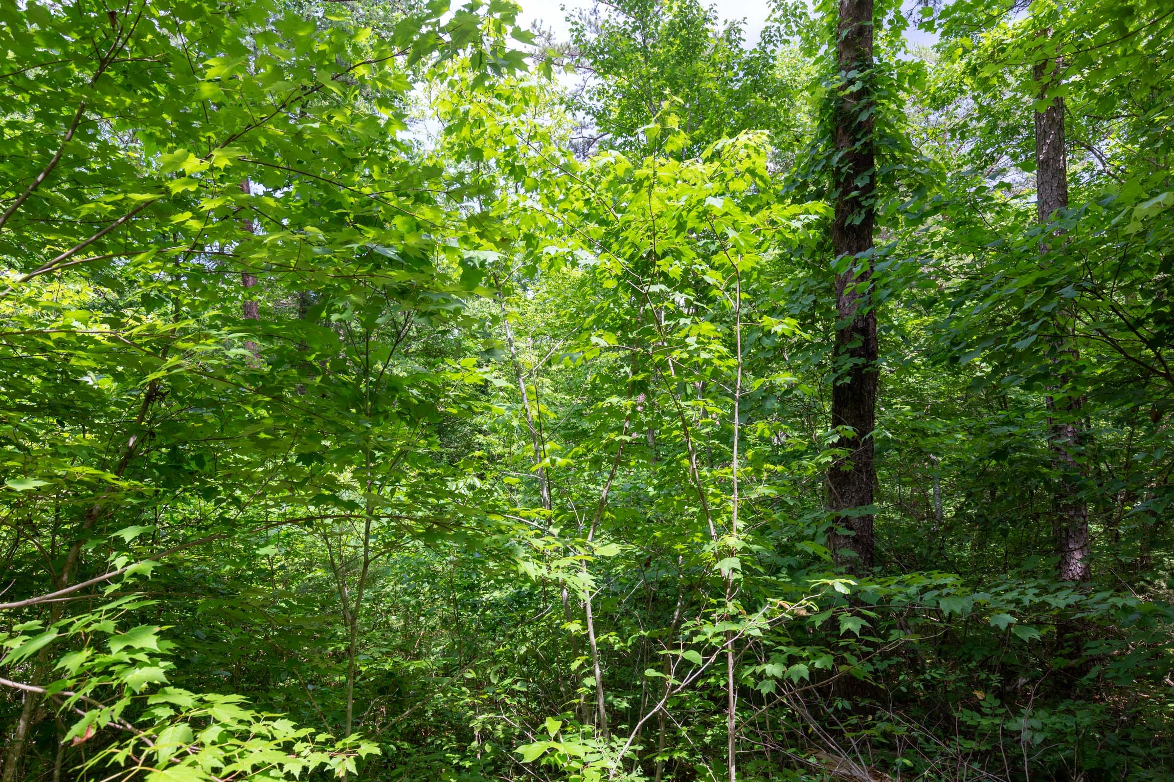 Tucker Hollow Tract 14 photo 9