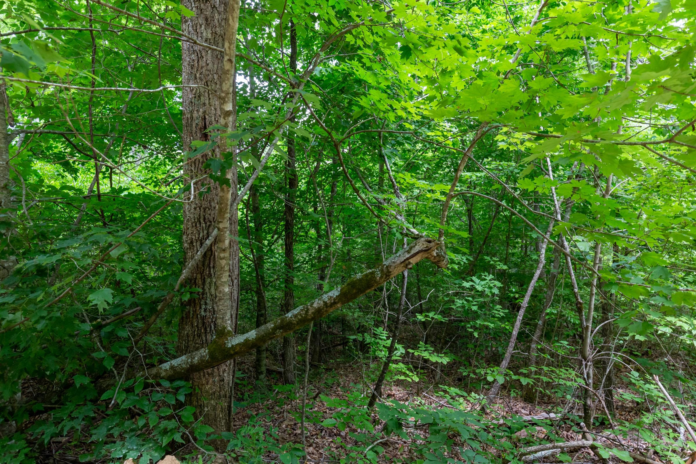 Tucker Hollow Tract 14 photo 10