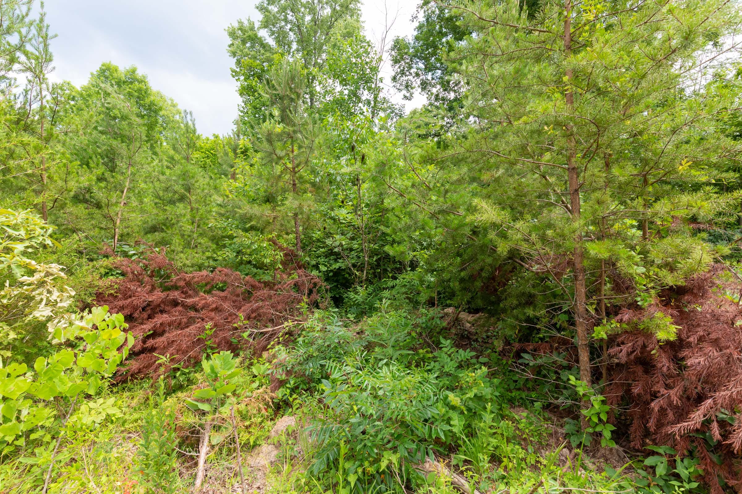 Tucker Hollow Tract 14 photo 12