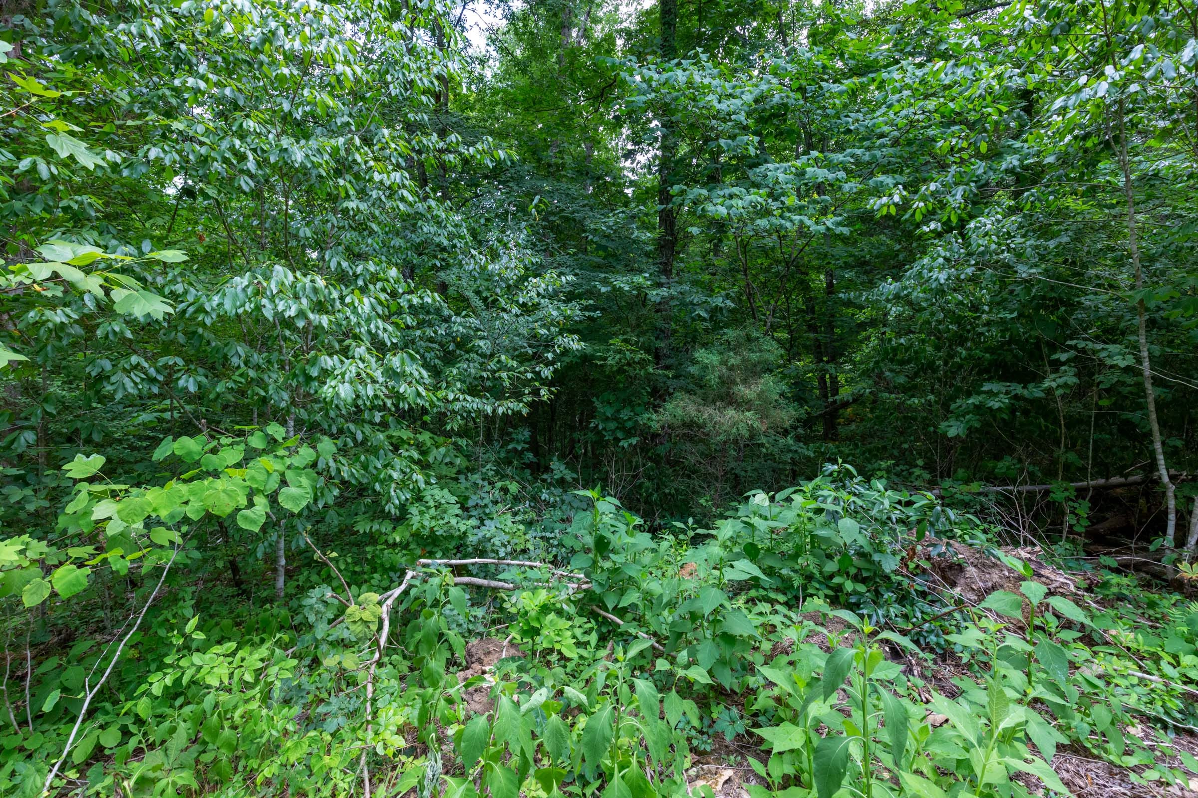 Tucker Hollow Tract 14 photo 15