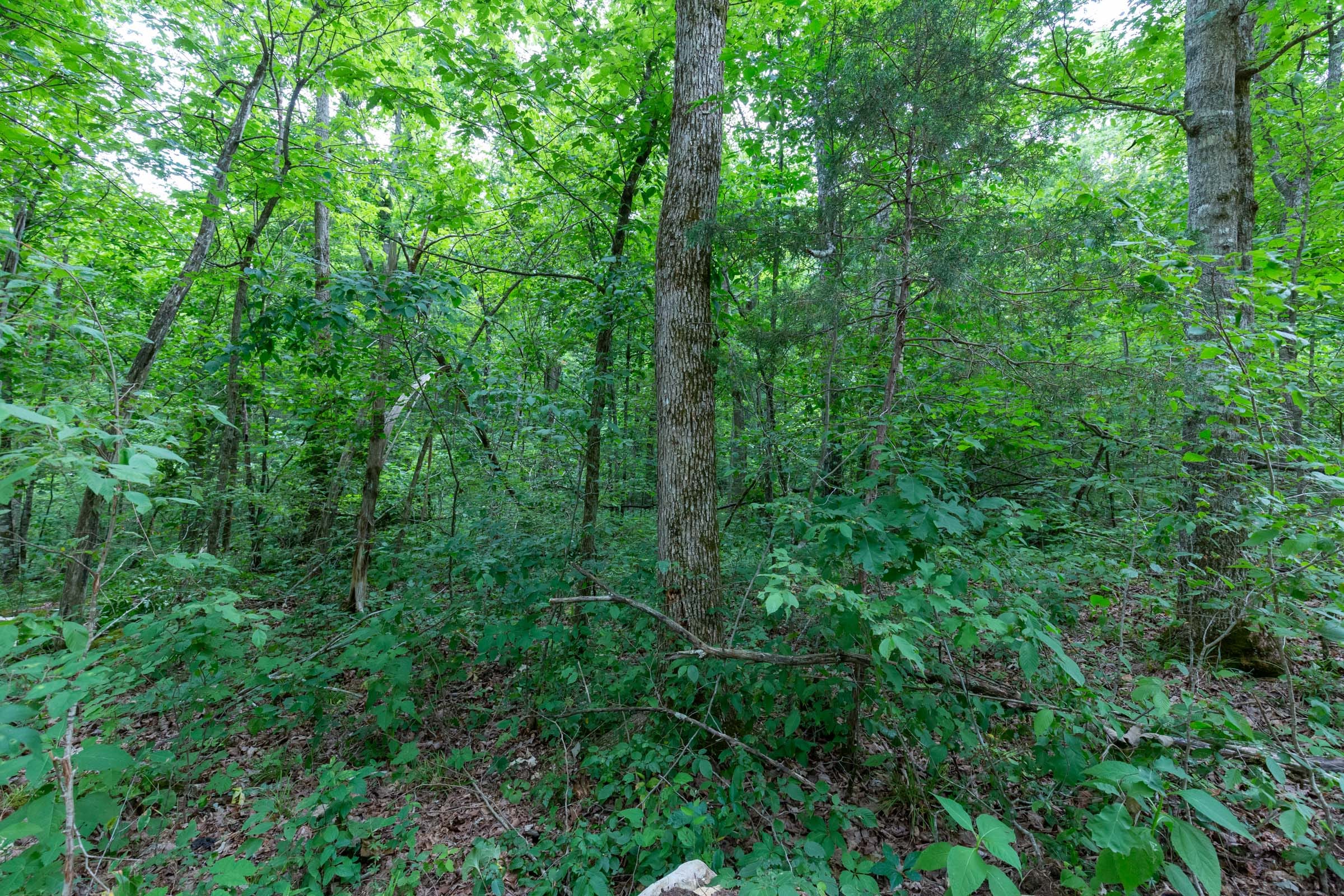 Tucker Hollow Tract 14 photo 16