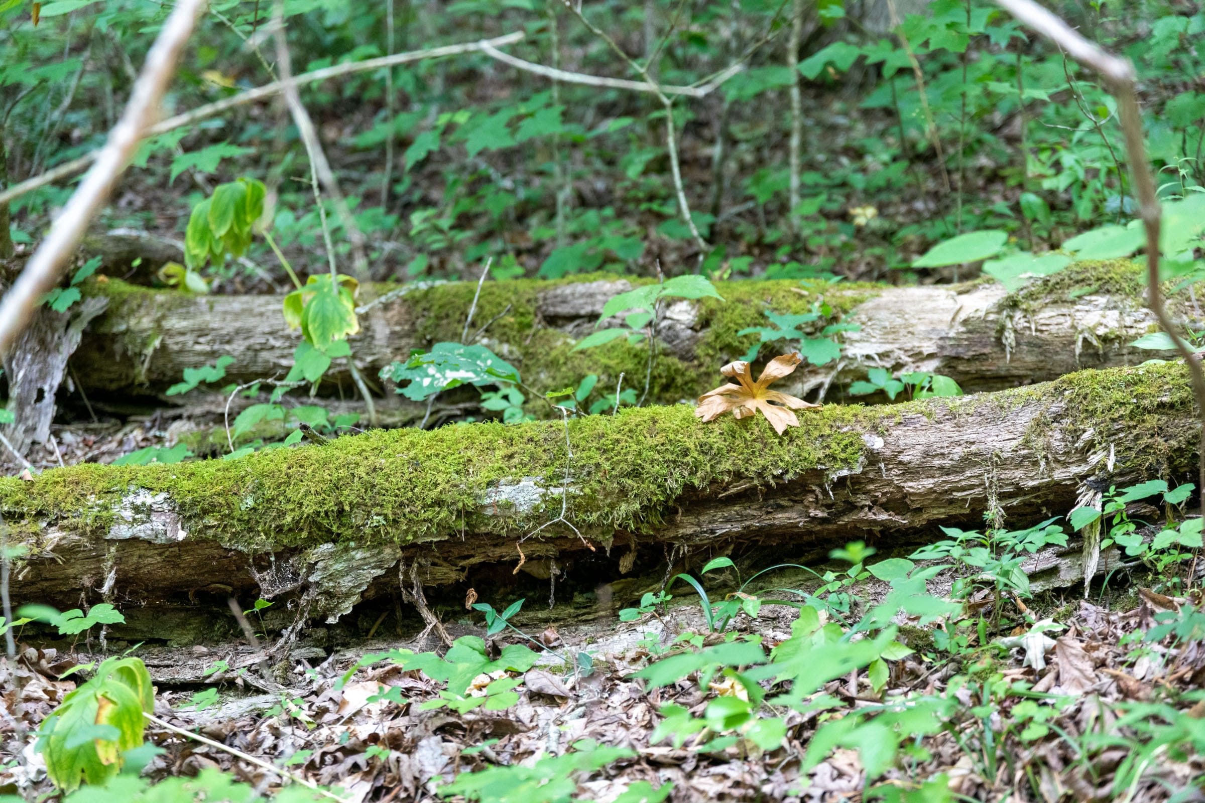 Tucker Hollow Tract 14 photo 18