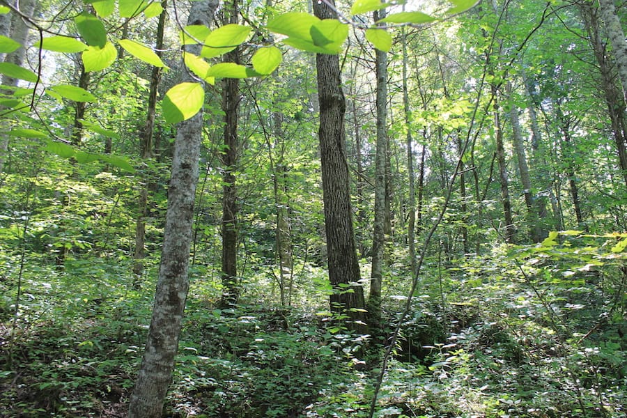 Cumberland Ridge Ranch Tract 9 photo 2
