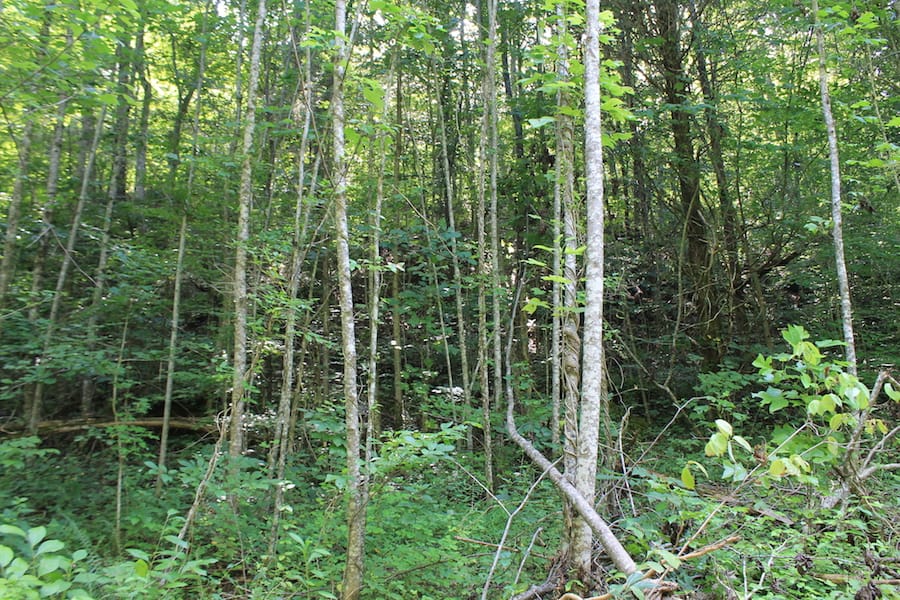 Cumberland Ridge Ranch Tract 9 photo 3
