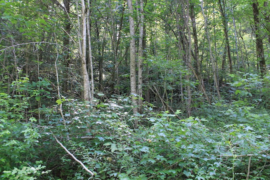 Cumberland Ridge Ranch Tract 9 photo 4