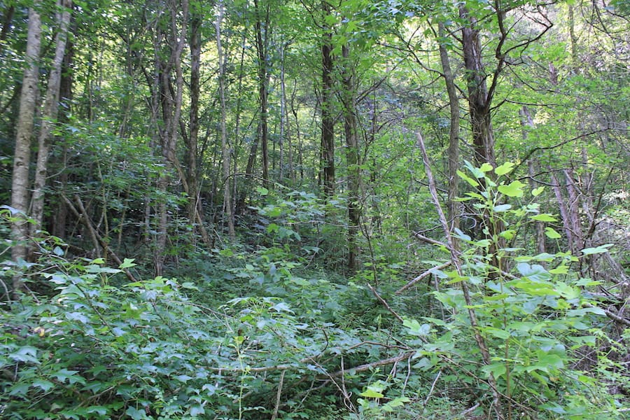Cumberland Ridge Ranch Tract 9 photo 5
