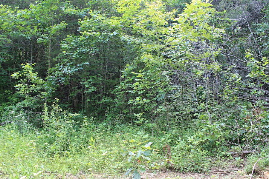 Cumberland Ridge Ranch Tract 9 photo 6