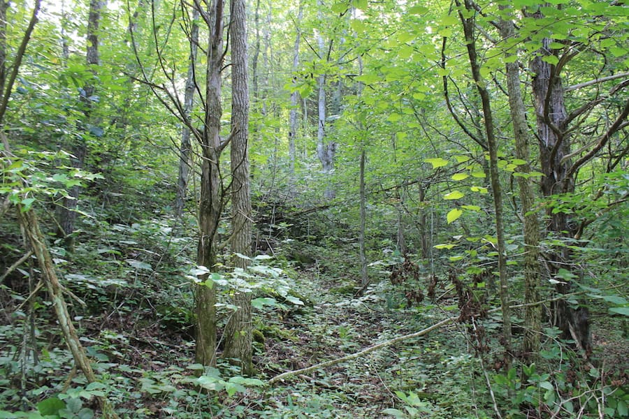 Cumberland Ridge Ranch Tract 9 photo 11