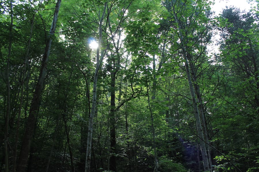 Cumberland Ridge Ranch Tract 9 photo 12
