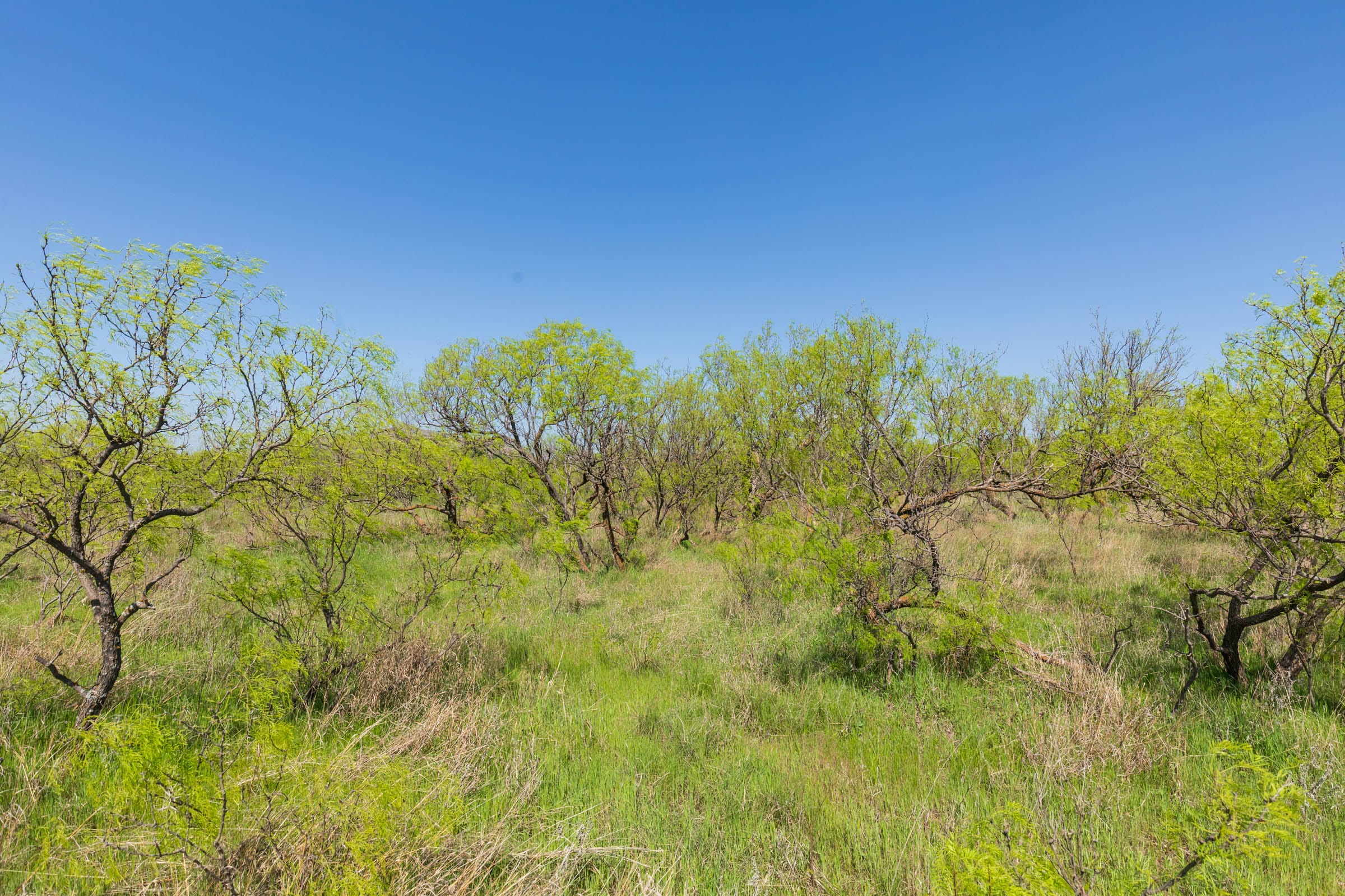 Hackberry Fields Tract 18 photo 7