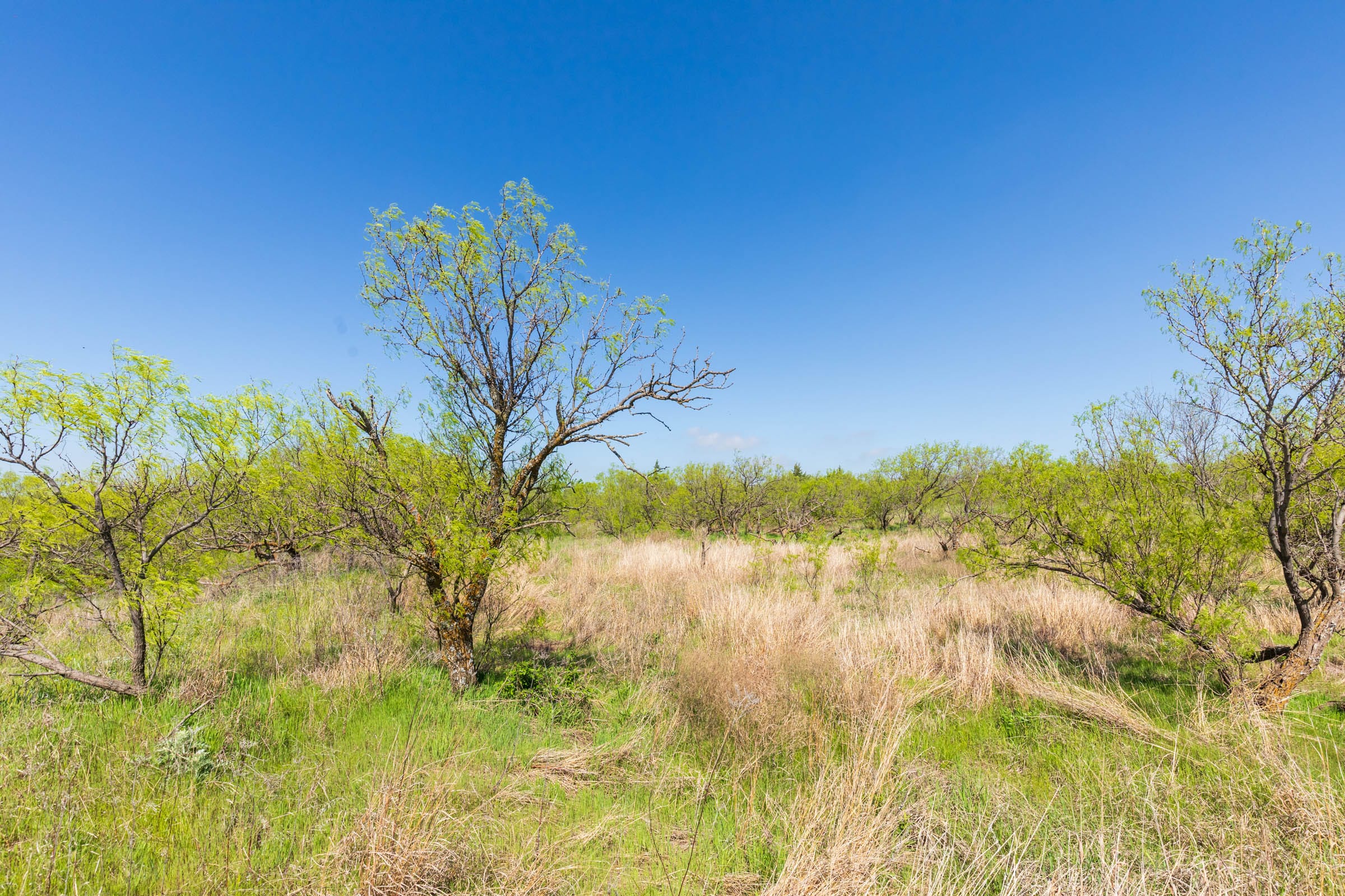 Hackberry Fields Tract 18 photo 13