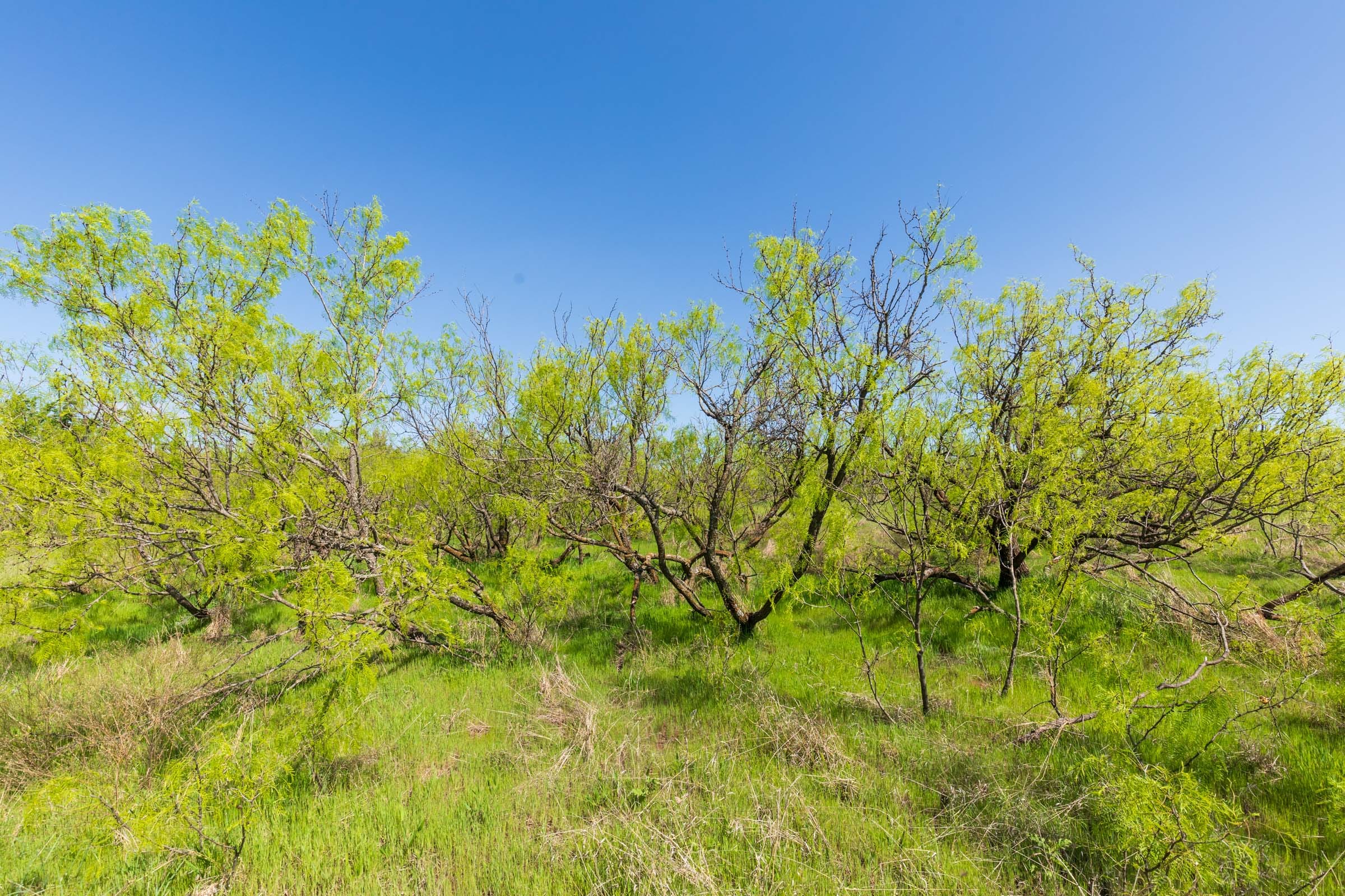 Hackberry Fields Tract 18 photo 12