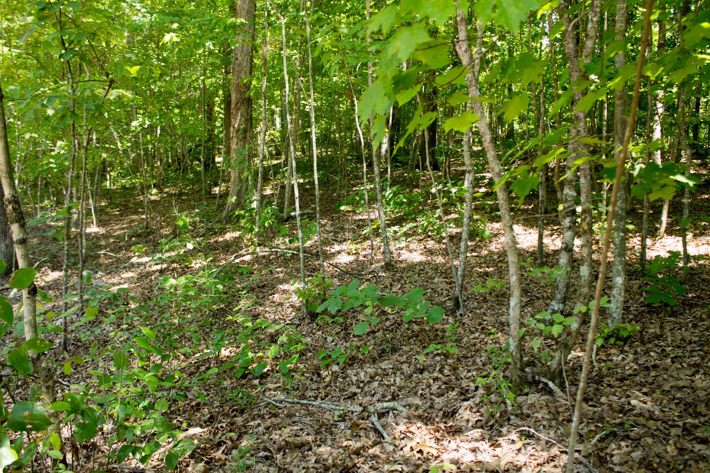 Buck Run Ridge Tract 15 photo 2