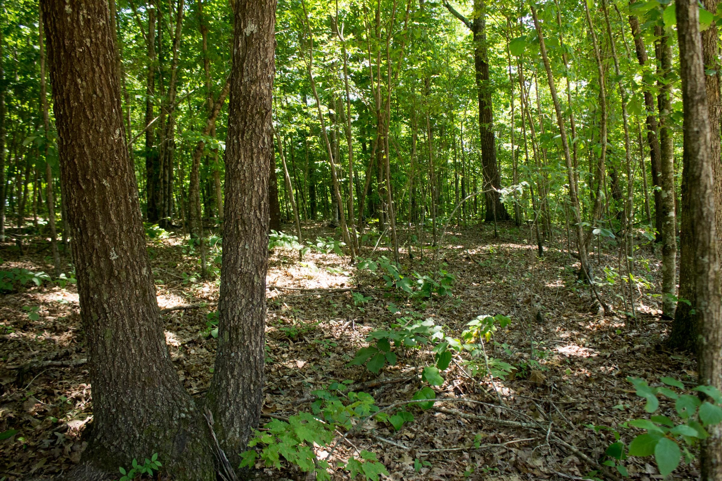 Buck Run Ridge Tract 15 photo 3