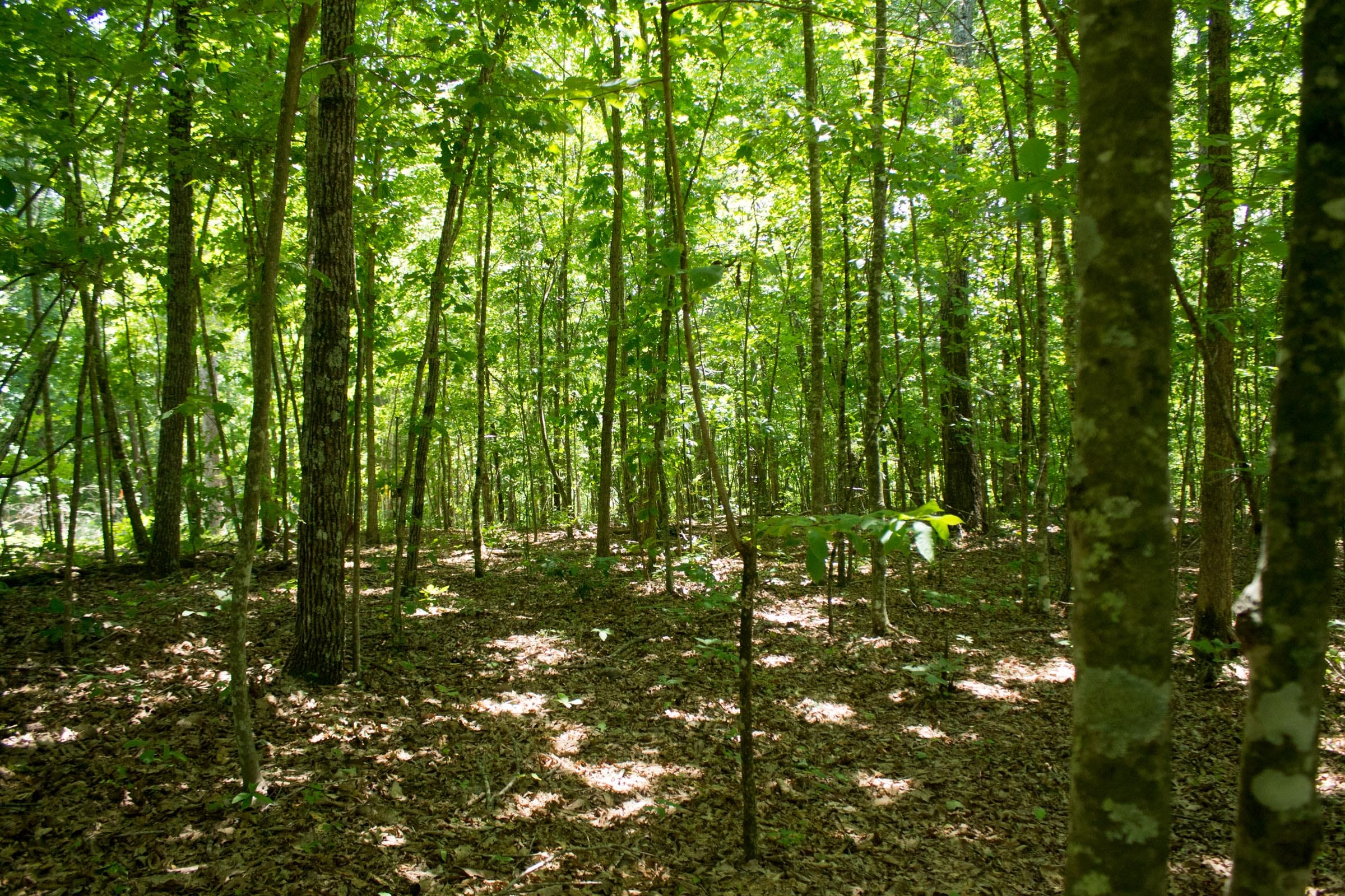 Buck Run Ridge Tract 15 photo 4