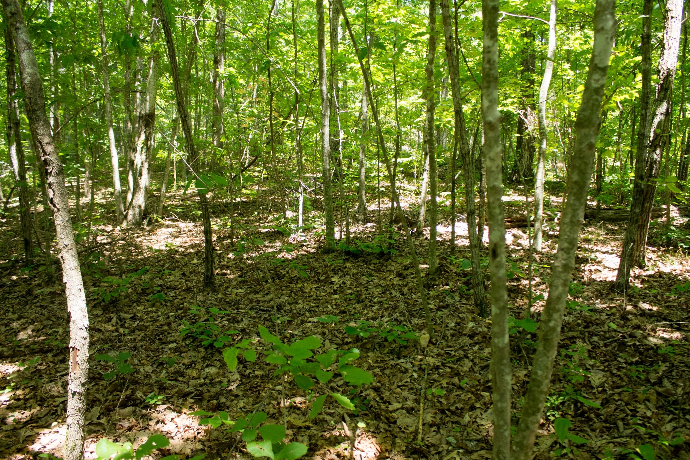 Buck Run Ridge Tract 15 photo 5