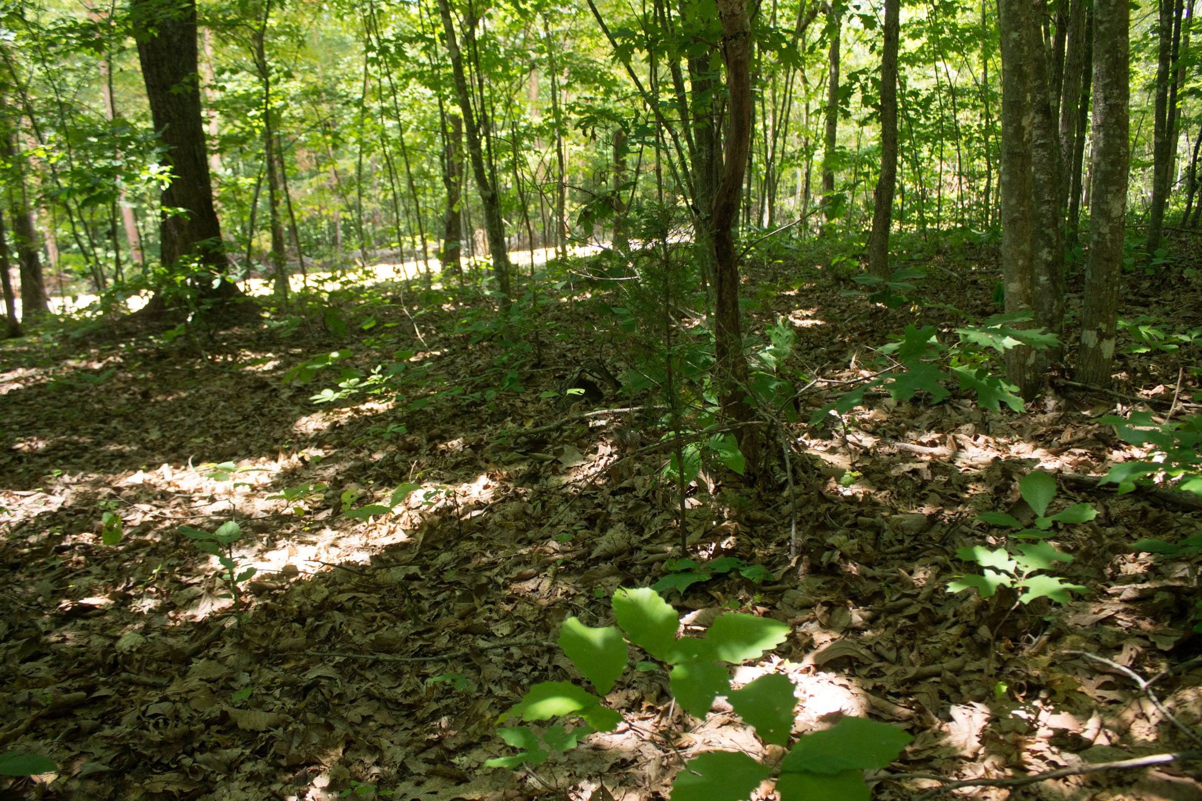 Buck Run Ridge Tract 15 photo 6