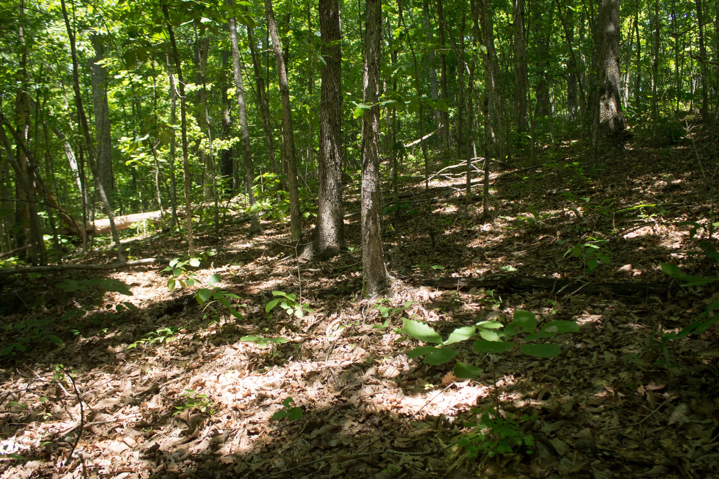 Buck Run Ridge Tract 15 photo 7