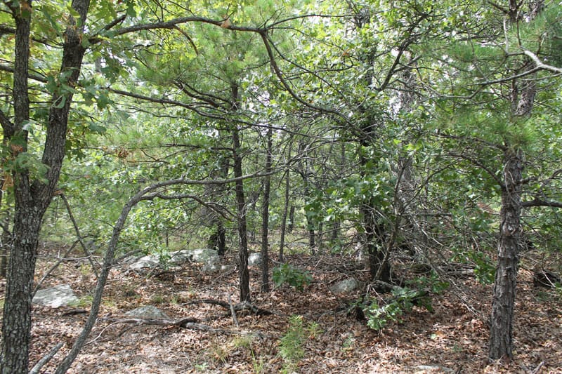 Trophy Ridge Phase III Tract 19 photo 2