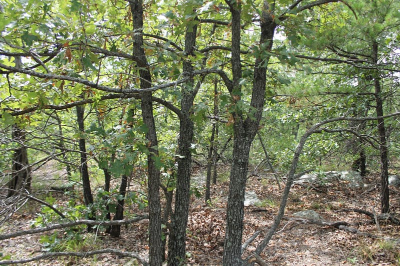 Trophy Ridge Phase III Tract 19 photo 3