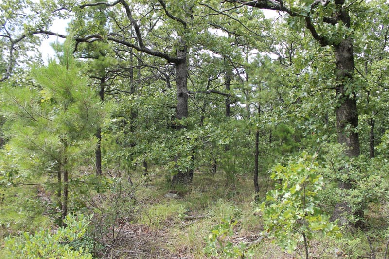 Trophy Ridge Phase III Tract 19 photo 6