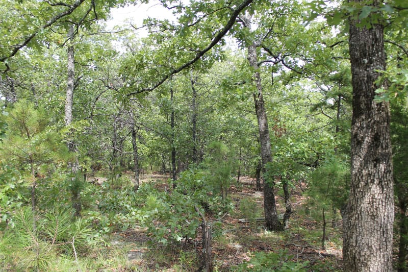 Trophy Ridge Phase III Tract 19 photo 7