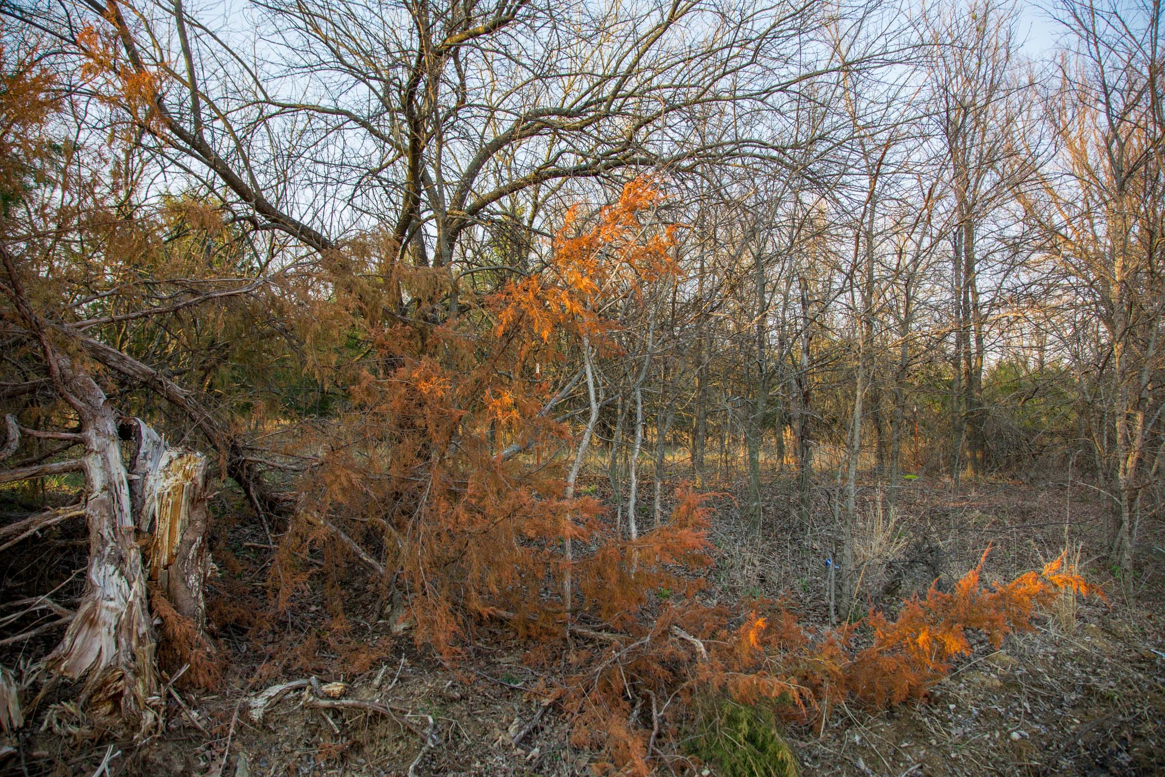 Eufaula Cove Tract 13 photo 6