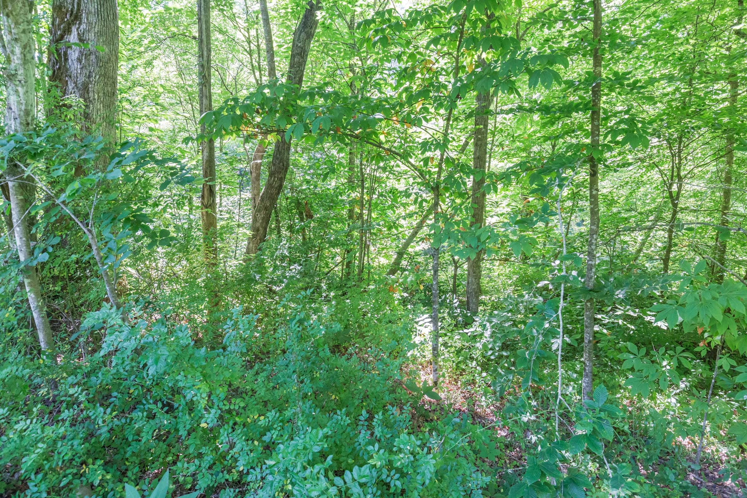 River’s Edge Tract 3 photo 3