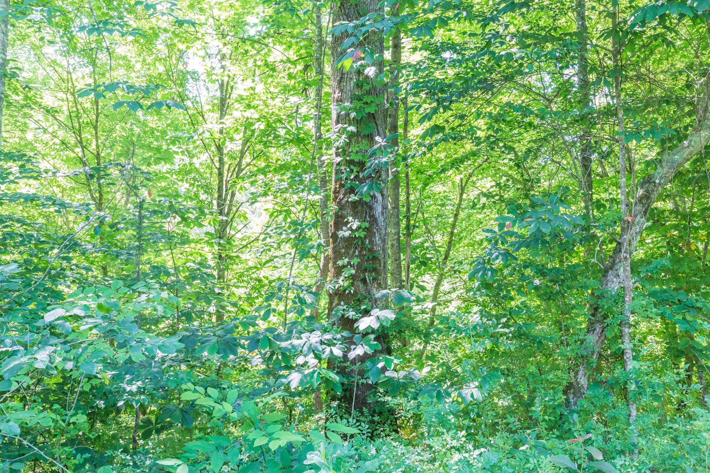 River’s Edge Tract 3 photo 4