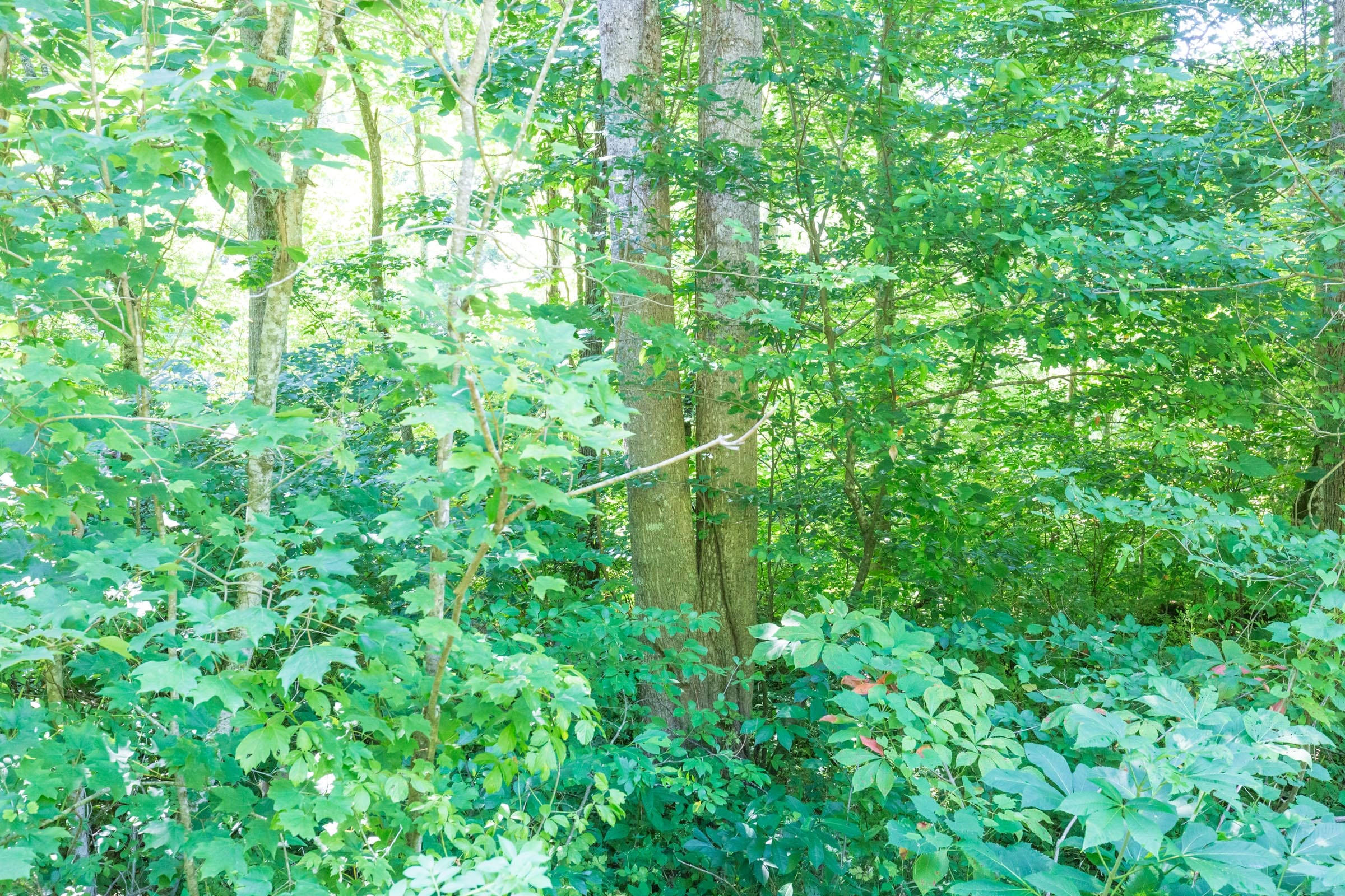 River’s Edge Tract 3 photo 5