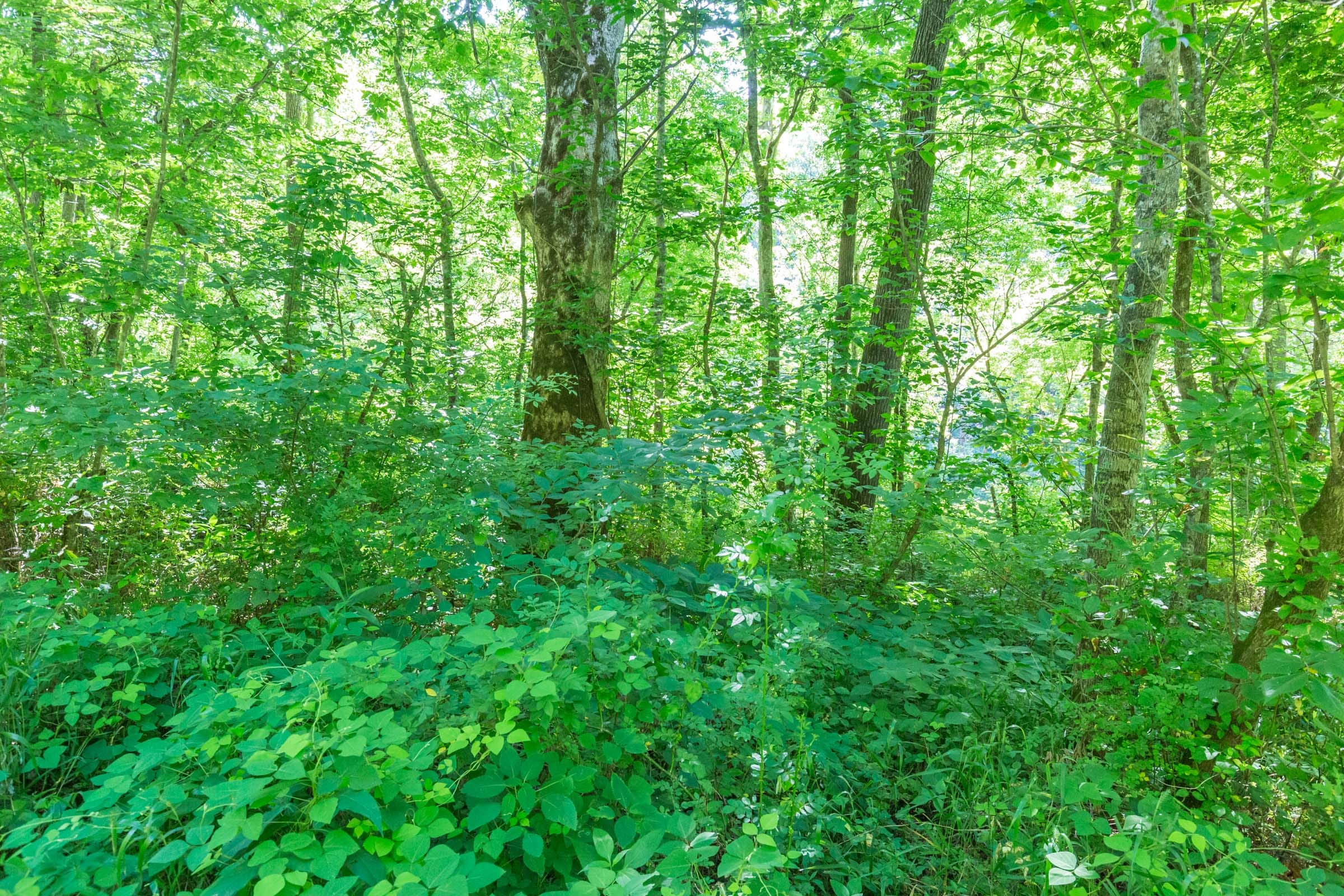 River’s Edge Tract 3 photo 6